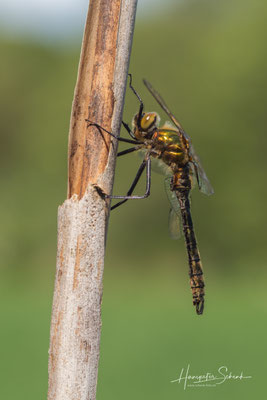 frisch geschlüpfte Falkenlibelle ♂ (Cordulia aenea)