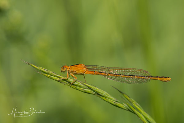 Kleine Pechlibelle ♀ (Ischnura pumilio)
