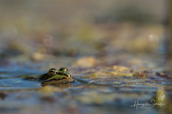 Wasserfrosch
