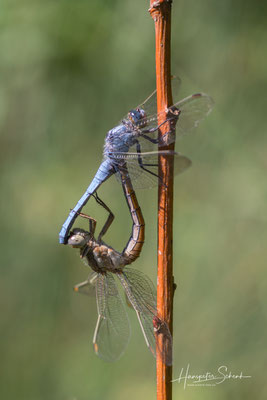 Südlicher Blaupfeil (Orthetrum brunneum), Paarungsrad