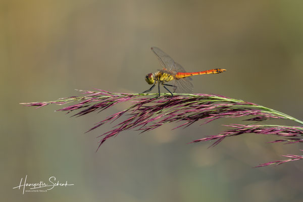 Sumpf-Heidelibelle (Sympetrum depressiusculum) ♂