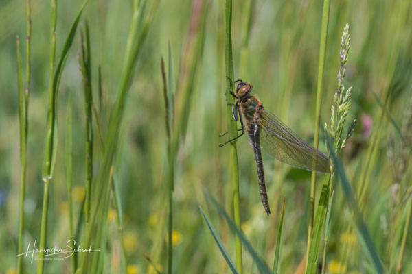 frisch geschlüpfte Falkenlibelle ♂ (Cordulia aenea)