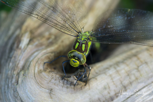 Blaugrüne Mosaikjungfer (Aeshna cyanea) ♀