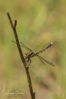 Östlicher Blaupfeil (Orthetrum abistylum) ♀