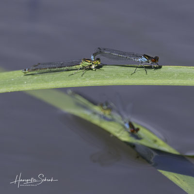 Grosse Granatauge (Erythromma najas) Tandem)