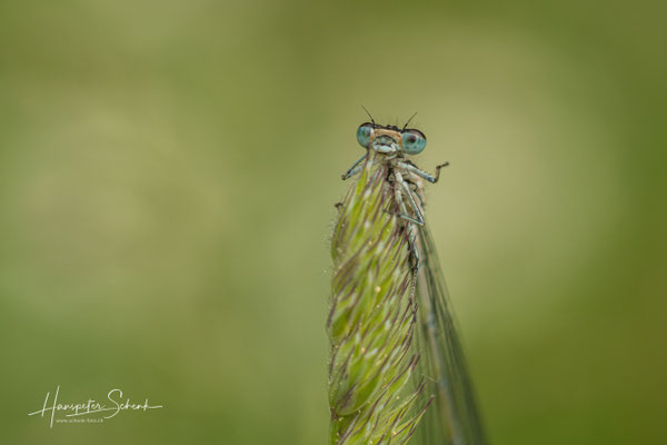 Blaue Federlibelle ♂ (latycnemis pennipes)