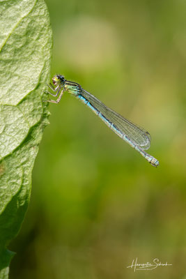Helm-Azurjungfer (Coenagrion mercuriale) ♀