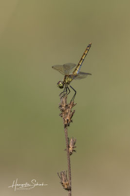 Sumpf-Heidelibelle (Sympetrum depressiusculum) ♀