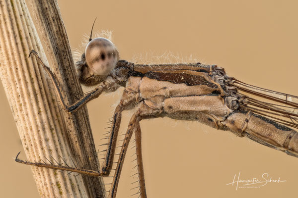 Gemeine Winterlibelle (Sympecma fusca)