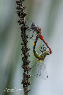 Blutrote Heidelibelle (Sympetrum sanguineum) Paarungsrad