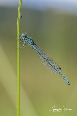 Helm-Azurjungfer (Coenagrion mercuriale) ♂