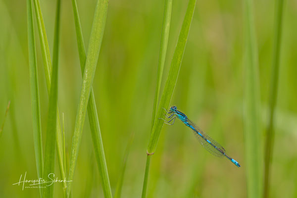 Gabel-Azurjungfer ♂ (Coenagrion scitulum)