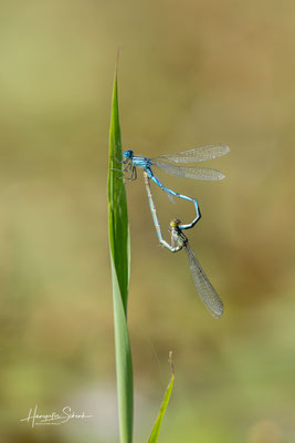 Saphirauge (Erythromma lindenii), Paarungsrad