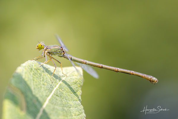 Kleines Granatauge (Erythromma viridulum) ♀