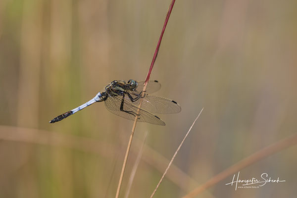 Östlicher Blaupfeil (Orthetrum abistylum) ♂