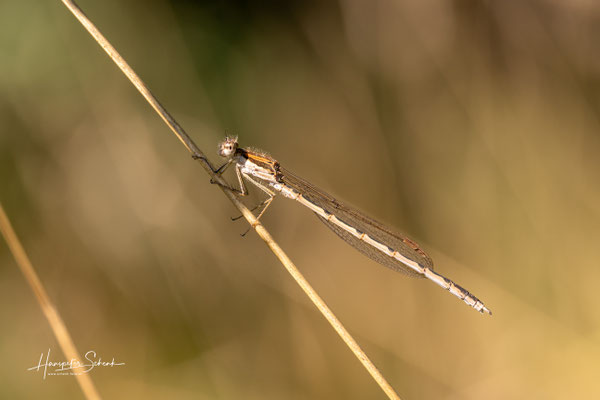 Gemeine Winterlibelle (Sympecma fusca) ♂
