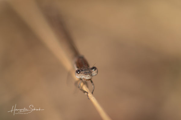 Gemeine Winterlibelle (Sympecma fusca)