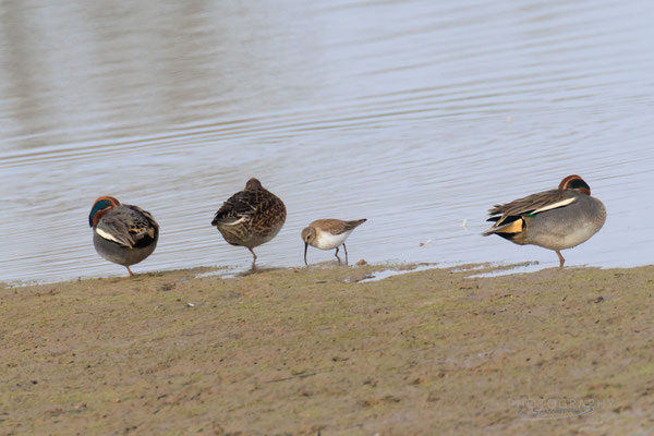Alpenstrandläufer zwischen Krickenten (Foto: Norbert Geisberger)