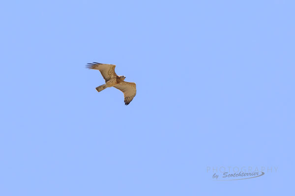 Schlangenadler (Foto: Norbergt Geisberger)