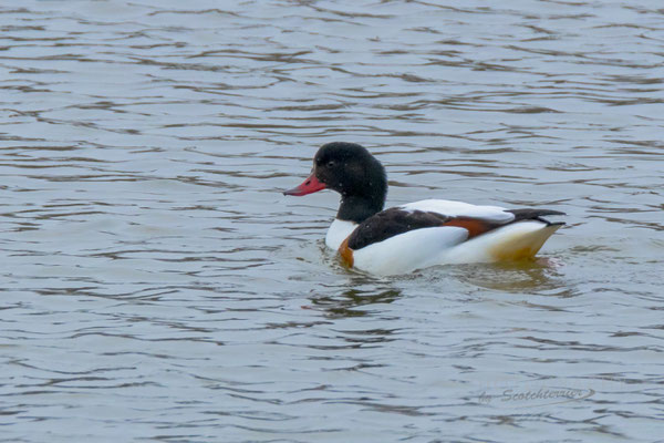 Brandgans (Vogelarten vom Dingolfinger Stausee fotografiert von Norbert Geisberger)