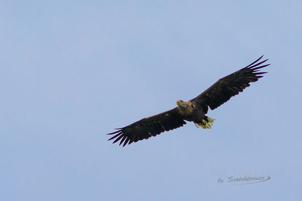 Seeadler, Isar bei Mamming. (Foto: Norbert Geisberger)