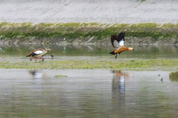 Nilgans und Rostgans (Foto: Norbert Geisberger)