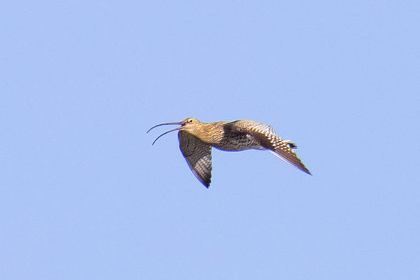 Rufender Großer Brachvogel im Königsauer Moos (Foto: Fred Gruber)