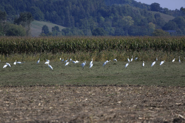 Silberreiher im September im Königsauer Moos; Rückkehr aus den Brutgebieten (Foto: Joachim Aschenbrenner)