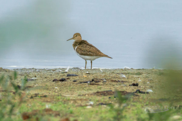 Flussuferläufer (Foto: Norbert Geisberger)