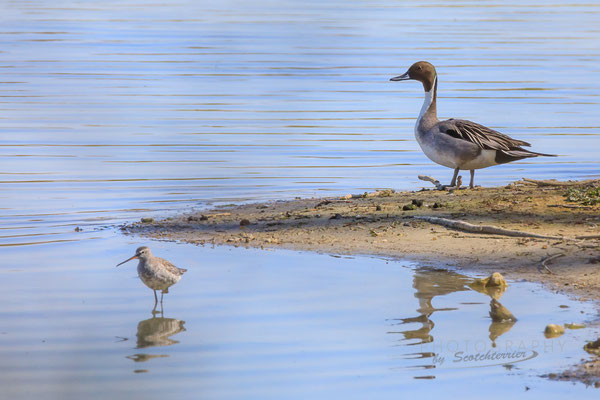 Dunkler Wasserläufer und Spießente (Foto: Norbert Geisberger)