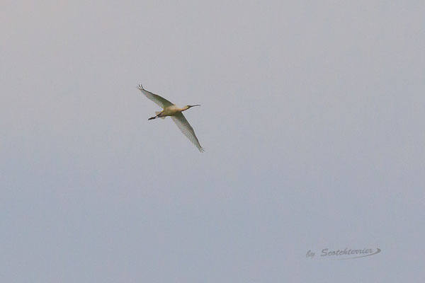 Löffler im Überflug im Kiesabbaugebiet Mamming (Foto: Norbert Geisberger).