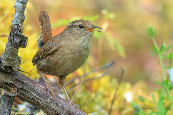 Zaunkönig (Foto: Norbert Geisberger)