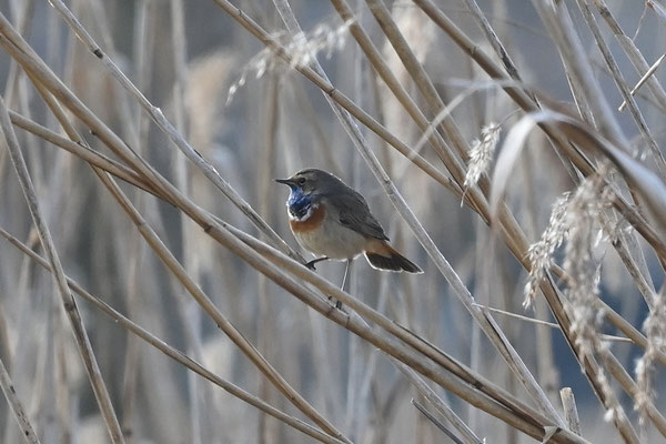 04. April, Blaukehlchen am Vilstalsee (Foto: Dr. Siegfried Lechner).