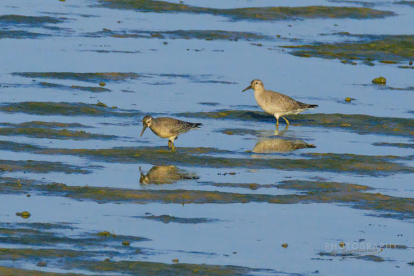 Knutt (Dingolfinger Stausee; Foto: Norbert Geisberger)