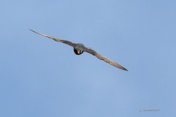 Rotfußfalke (Foto: Norbert Geisberger)