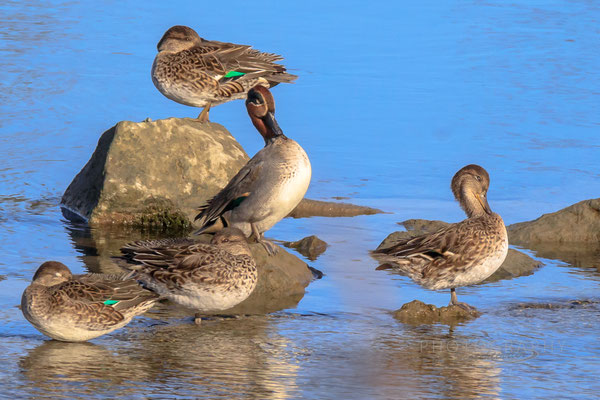 Krickenten Dingolfnger Stausee (Foto: Norbert Geisberger).