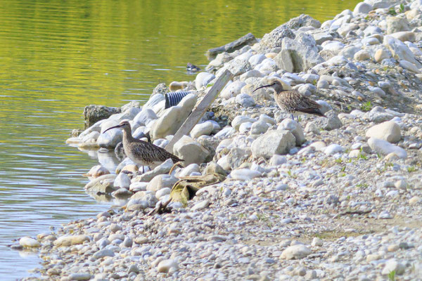 2 Regenbrachvögel (Foto: Norbert Geisberger)