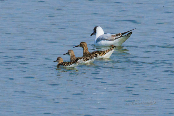 Parade der Kampfläufer am Dingolfinger Stausee (Foto: Norbert Geisberger).