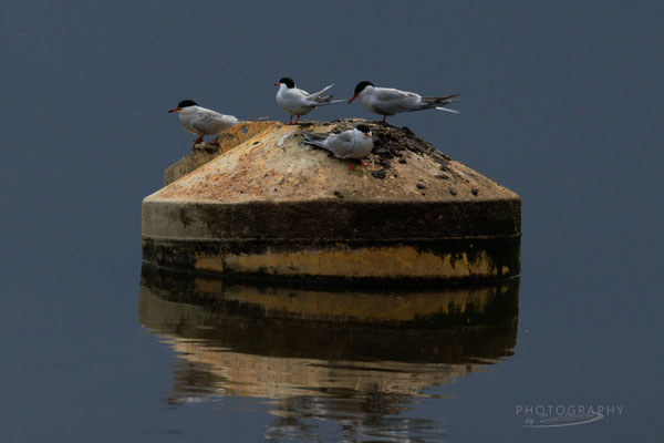 Flussseeschwalben am Vilstalsee (Foto: Norbert Geisberger) 