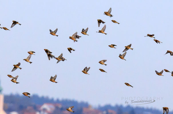 Schwarm Bluthänflinge Kiesabbaugebiet Mamming (Foto: Norbert Geisberger).