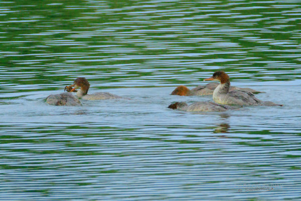 Gänsesäger Familie