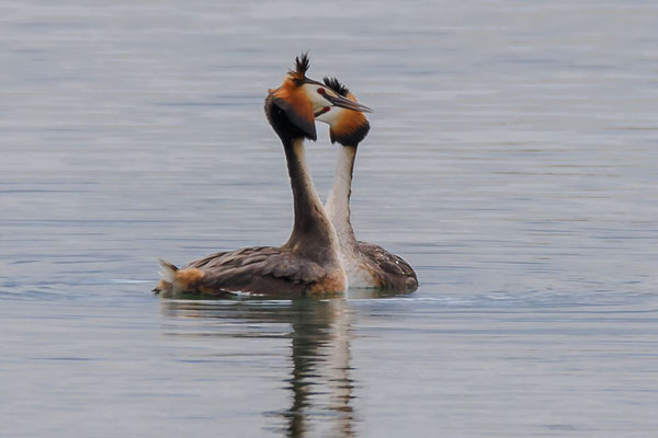 Haubentaucher bei der Balz am Dingolfinger Stausee (Foto: Norbert Geisberger).