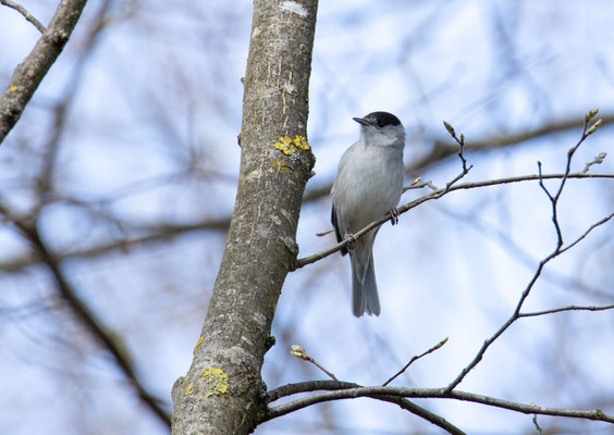 23.04.2021: Auch am Vilstalsee waren Mönchsgrasmücken unterwegs (Foto: Fred Gruber (männl. Mönchsgrasmücke)).