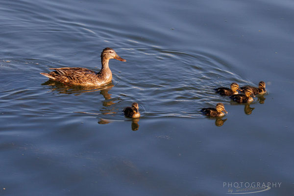 Stockenten am Dingolfinger Stausee (Foto: Norbert Geisberger)
