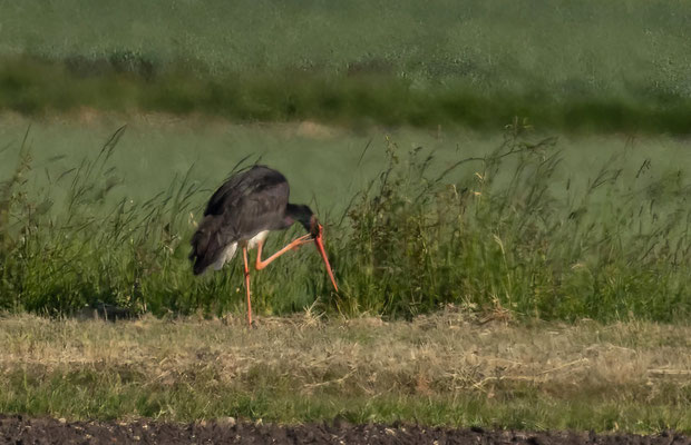 Schwarzstorch Isartal (Foto: Norbert Geisberger)