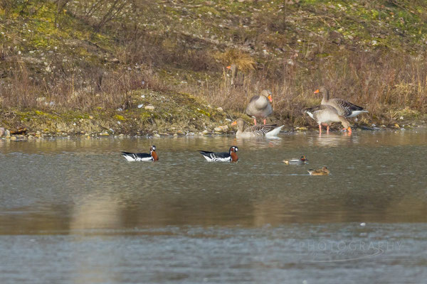 Rothalsgans im Kiesweihergebiet Mamming (Foto: Norbert Geisberger)