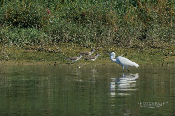 3 Grünschenkel und ein Seidenreiher (Foto: Norbert Geisberger)