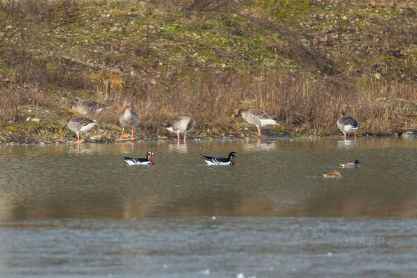 Rothalsgans (Foto: Norbert Geisberger)