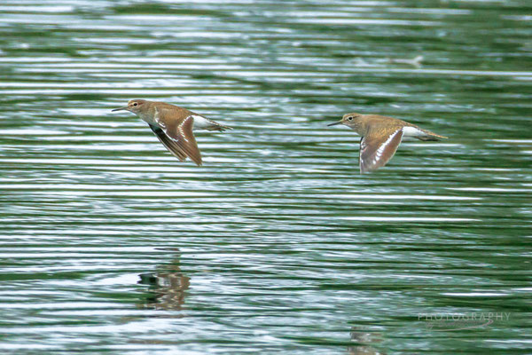 Flugbilder Flussuferläufer (Foto: Norbert Geisberger)