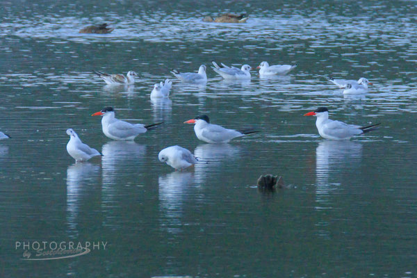 3 Raubseeschwalben unter Lachmöwen (Dingolfinger Stausee; Foto: Norbert Geisberger)